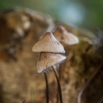 Shelter Shelter