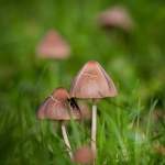 Shrooms Shrooms