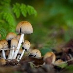Wild bunch Wild bunch