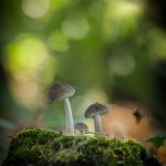 Magic mushrooms Magic mushrooms