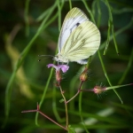 Witje Witje