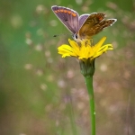 Fly away Fly away