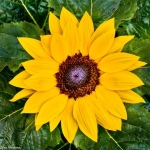Zonnebloem Zonnebloem