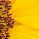 Deel van een zonnebloem Deel van een zonnebloem