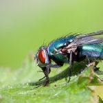 Fly Fly