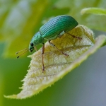 Klein en groen Klein en groen