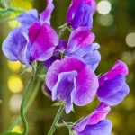 Lathyrus Lathyrus
