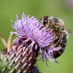 Bij op distel Bij op distel