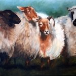 schapen schapen