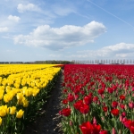 Lente! Lente!