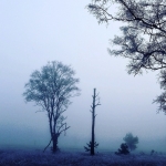 Kampina Kampina