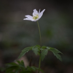 Lente Lente