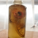 Rat-in-pot Rat-in-pot