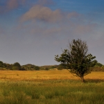 groot zwarteveld groot zwarteveld