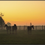 Mierlo Sunrise Mierlo Sunrise