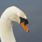 Zwaan 2 Zwaan 2