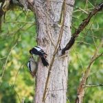 Bonte Specht 2 Bonte Specht 2