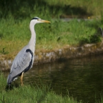 Reiger Reiger