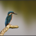 IJsvogel IJsvogel