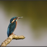 IJsvogel 1 IJsvogel 1