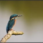 IJsvogel 2 IJsvogel 2