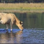 Piėmontese koeien Piėmontese koeien