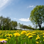 Paardenbloemenveld Paardenbloemenveld