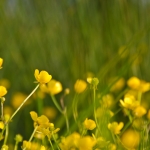 Boterbloemen Boterbloemen