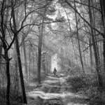A Forest A Forest