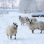 schapen schapen