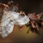 Kleine wintervlinder (Operophtera brumata) Kleine wintervlinder (Operophtera brumata)
