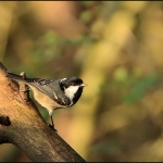 Zwarte mees (Periparus ater) Zwarte mees (Periparus ater)