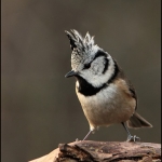 Kuifmees (Lophophanus cristatus ) Kuifmees (Lophophanus cristatus )
