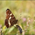 landkaartje (Araschnia levana) landkaartje (Araschnia levana)