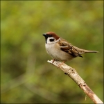 Ringmus (Passer montanus) Ringmus (Passer montanus)