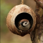 Ringmus (Passer montanus) Ringmus (Passer montanus)