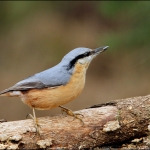 Boomklever (Sitta europaea) Boomklever (Sitta europaea)