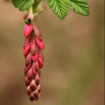 Ribes Ribes