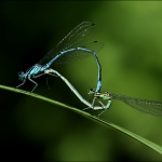 Waterjuffers (Zygoptera) Waterjuffers (Zygoptera)