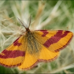 Zuringspanner (Lythria cruentaria) Zuringspanner (Lythria cruentaria)