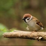 Ringmus (Passer montanus) Ringmus (Passer montanus)