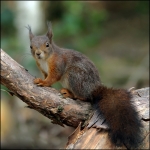 Eekhoorn (Sciurus vulgaris)