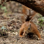 Eekhoorn (Sciurus vulgaris) Eekhoorn (Sciurus vulgaris)
