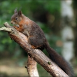 Eekhoorn (Sciurus vulgaris) Eekhoorn (Sciurus vulgaris)