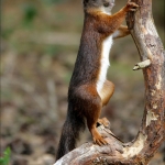 Eekhoorn (Sciurus vulgaris) Eekhoorn (Sciurus vulgaris)