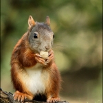Eekhoorn (Sciurus vulgaris) Eekhoorn (Sciurus vulgaris)