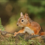 Eekhoorn (Sciurus vulgaris) Eekhoorn (Sciurus vulgaris)