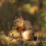 Eekhoorn (Sciurus vulgaris) Eekhoorn (Sciurus vulgaris)