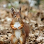 Eekhoorn (Sciurus vulgaris) Eekhoorn (Sciurus vulgaris)