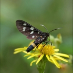 Phegeavlinder (Amata phegea) Phegeavlinder (Amata phegea)